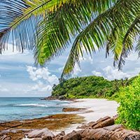Palm tree leaves on tropical beach Police Bay on Mahe Island, Seychelles.